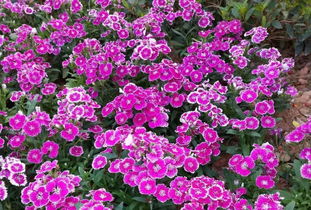 園丁花卉節 花樣過年，我們一起‘沾花惹草’
